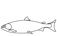 A line drawing of a minnow. 