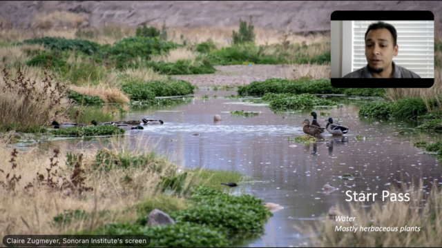 Zoom presentation screenshot. Ducks are present in the Santa Cruz River.